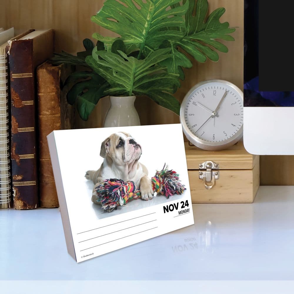 Just Bulldogs 2025 Desk Calendar Third Alternate Image