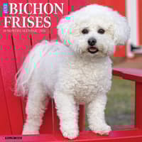 image Just Bichons Frises 2026 Wall Calendar Main Image