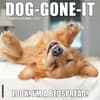 image Dog Gone It 2025 Wall Calendar Main Product Image width=&quot;1000&quot; height=&quot;1000&quot;