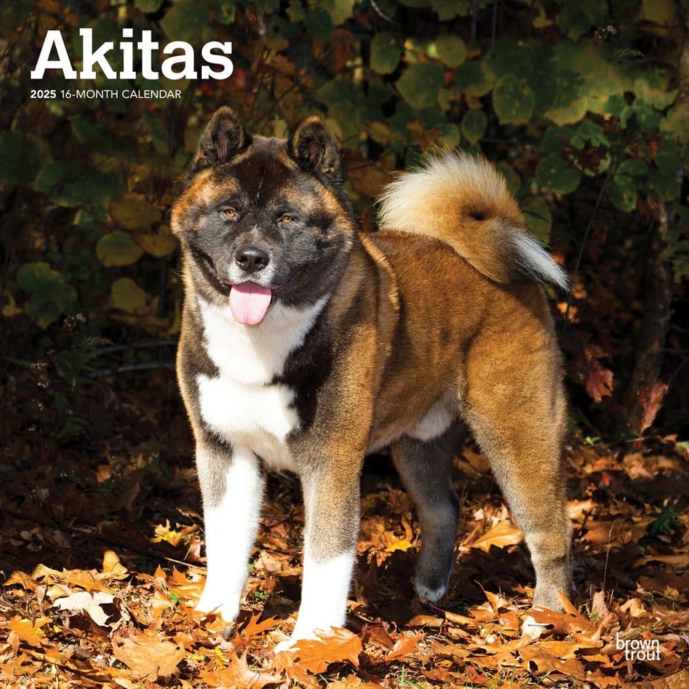 Akitas 2025 Wall Calendar