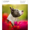 image Dog Gallery 2025 Desk Calendar First Alternate Image width=&quot;1000&quot; height=&quot;1000&quot;