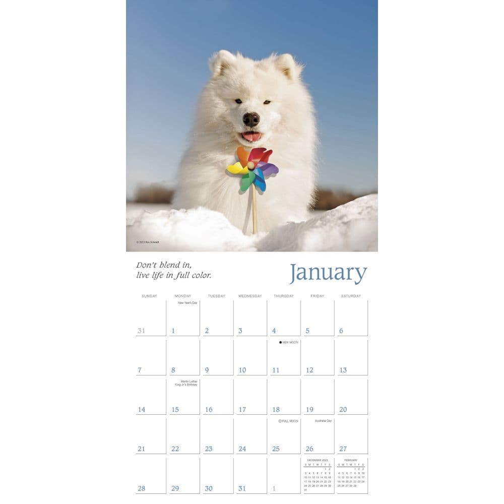 Dogma 2024 Wall Calendar - Calendars.com