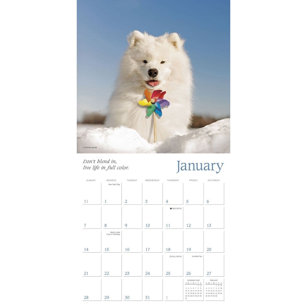 Dogma 2024 Wall Calendar