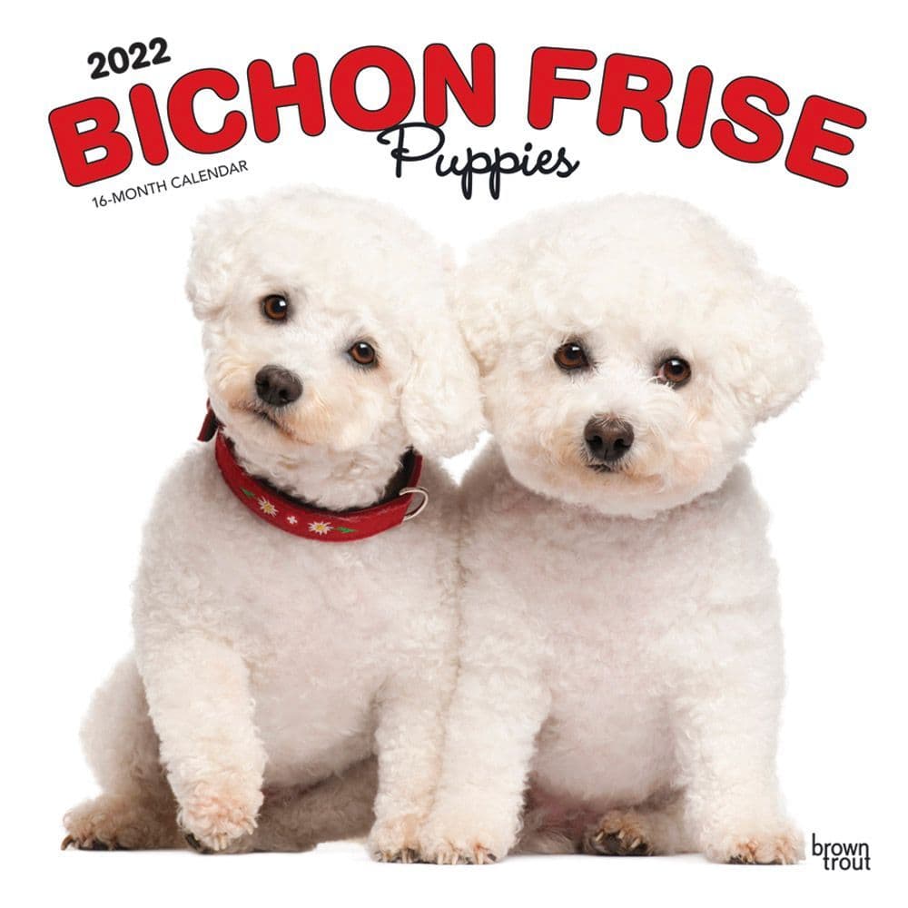 Bichon Frise Puppies 2022 Wall Calendar