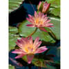 image Water Lilies 500 Piece Puzzle