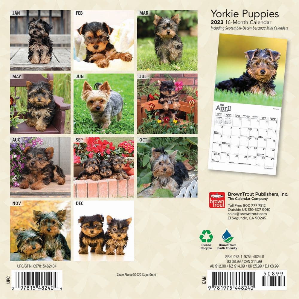 Yorkshire Terrier Puppies 2023 Mini Wall Calendar - Calendars.com