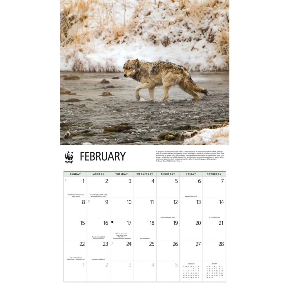Wolves WWF 2026 Wall Calendar Second Alternate Image