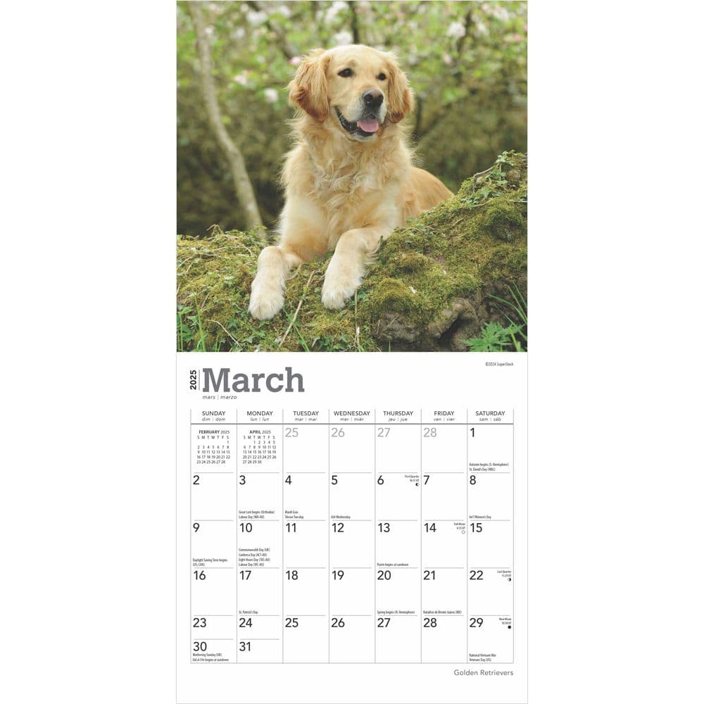 Golden Retrievers 2025 Mini Wall Calendar Second Alternate Image