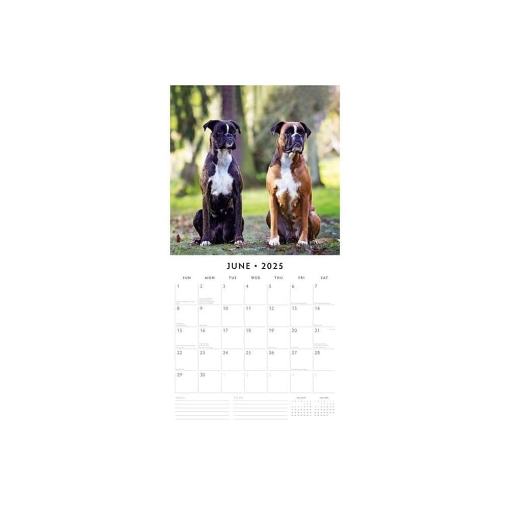 Boxers 2025 Wall Calendar Alt2