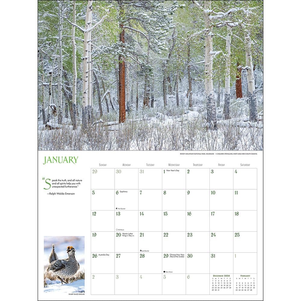 Into the Woods Deluxe 2025 Wall Calendar