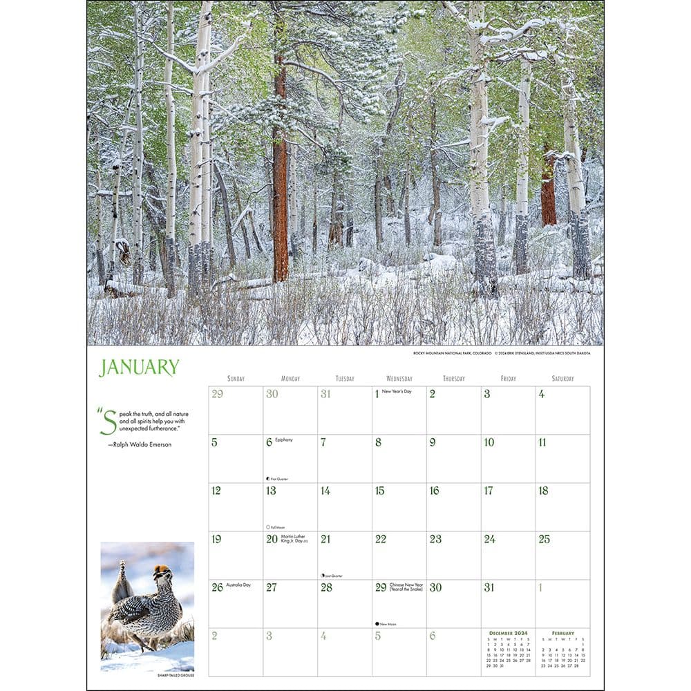 Into the Woods Deluxe 2025 Wall Calendar Second Alternate Image width="1000" height="1000"