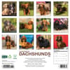 image Longhaired Dachshunds 2026 Wall Calendar