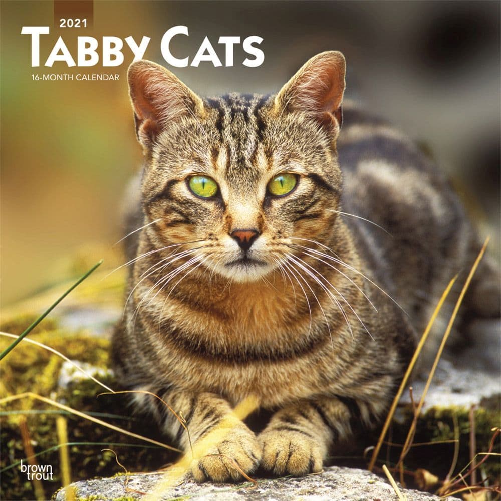 Cats Tabby Wall Calendar