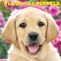 image Just Yellow Lab Puppies 2026 Wall Calendar  Main Image