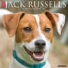 image Just Jack Russells 2025 Wall Calendar Main Image