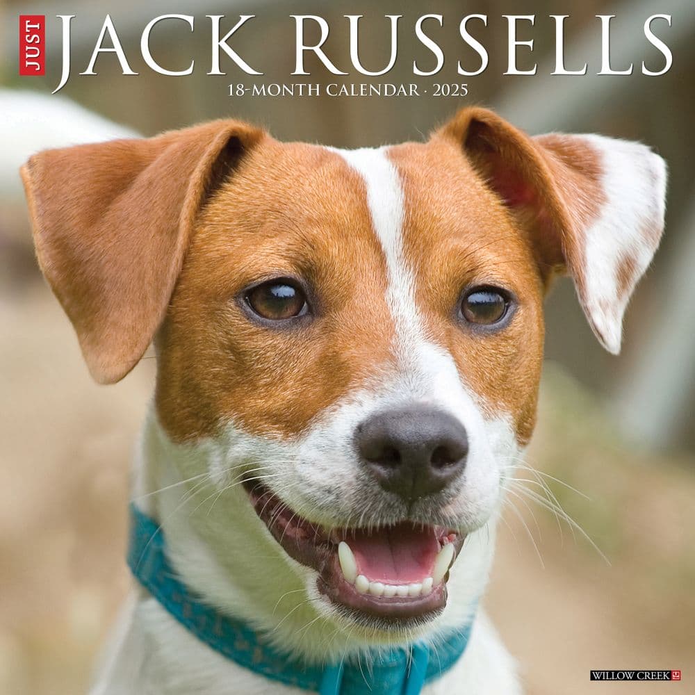 Just Jack Russells 2025 Wall Calendar Main Image