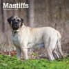 image Mastiffs 2025 Wall Calendar Main Product Image width=&quot;1000&quot; height=&quot;1000&quot;