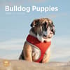 image Bulldog Puppies 2025 Wall Calendar Main Product Image