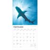 image Sharks 2025 Wall Calendar Third Alternate Image