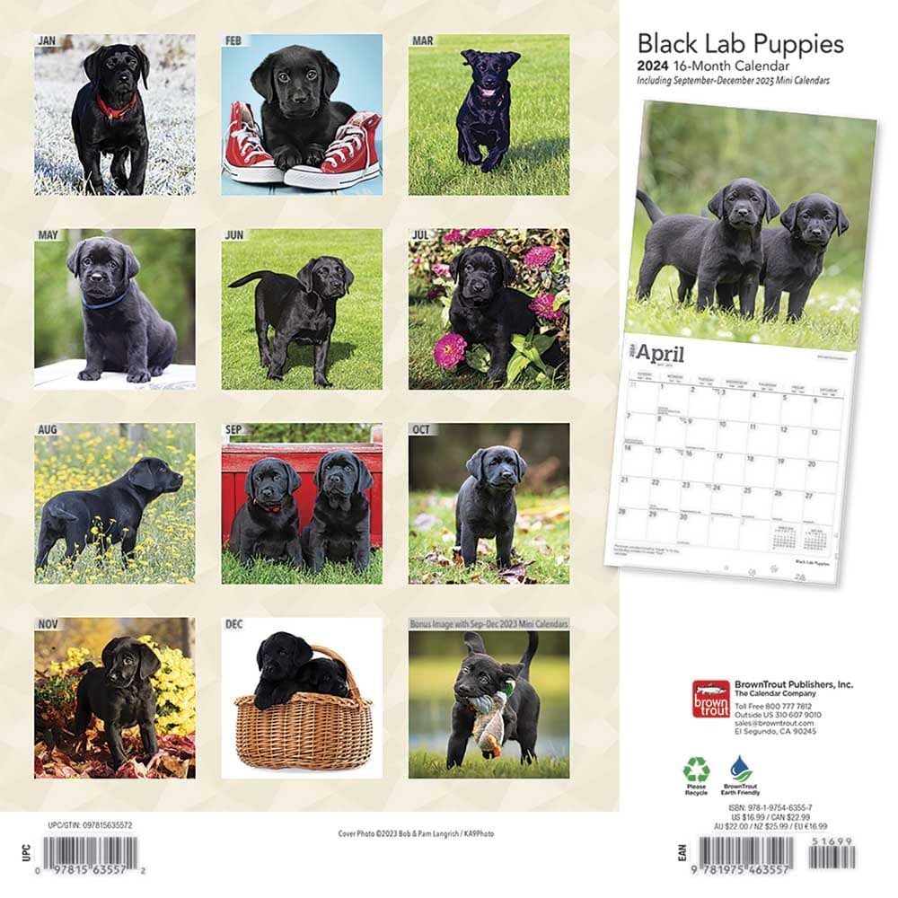 Black Lab Retriever Puppies 2024 Wall Calendar First Alternate Image width=&quot;1000&quot; height=&quot;1000&quot;