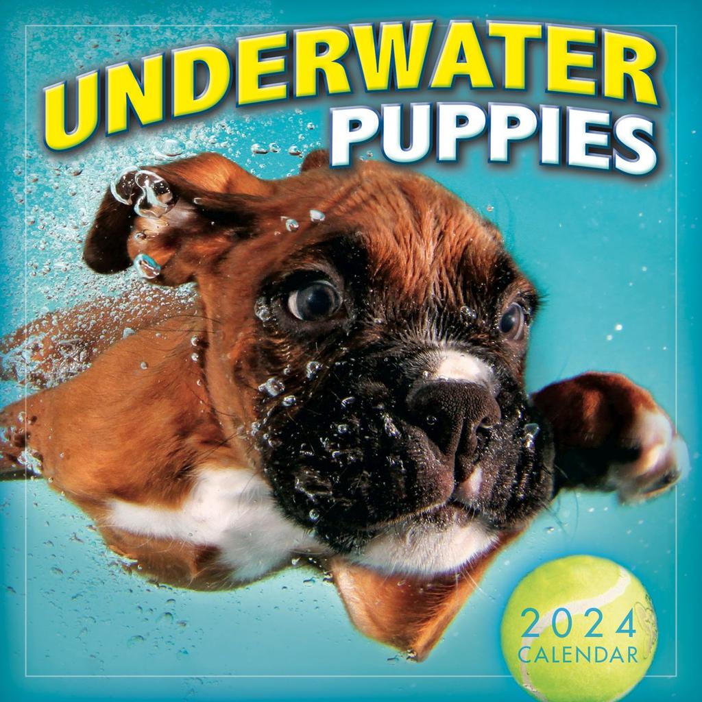 Underwater Puppies by Seth Casteel 2024 Mini Wall Calendar Main Product Image width=&quot;1000&quot; height=&quot;1000&quot;