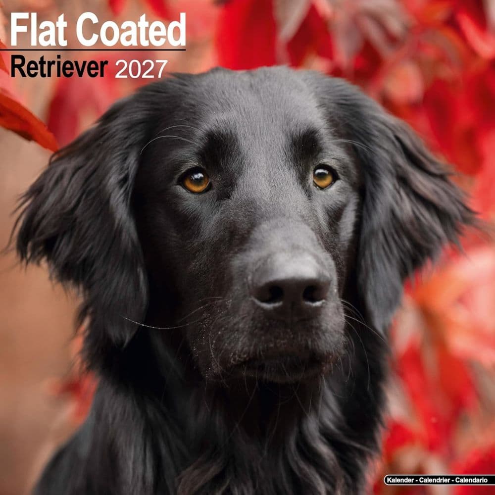 Flatcoated Retriever 2027 Wall Calendar Main Product Image