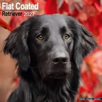 image Flatcoated Retriever 2027 Wall Calendar Main Product Image