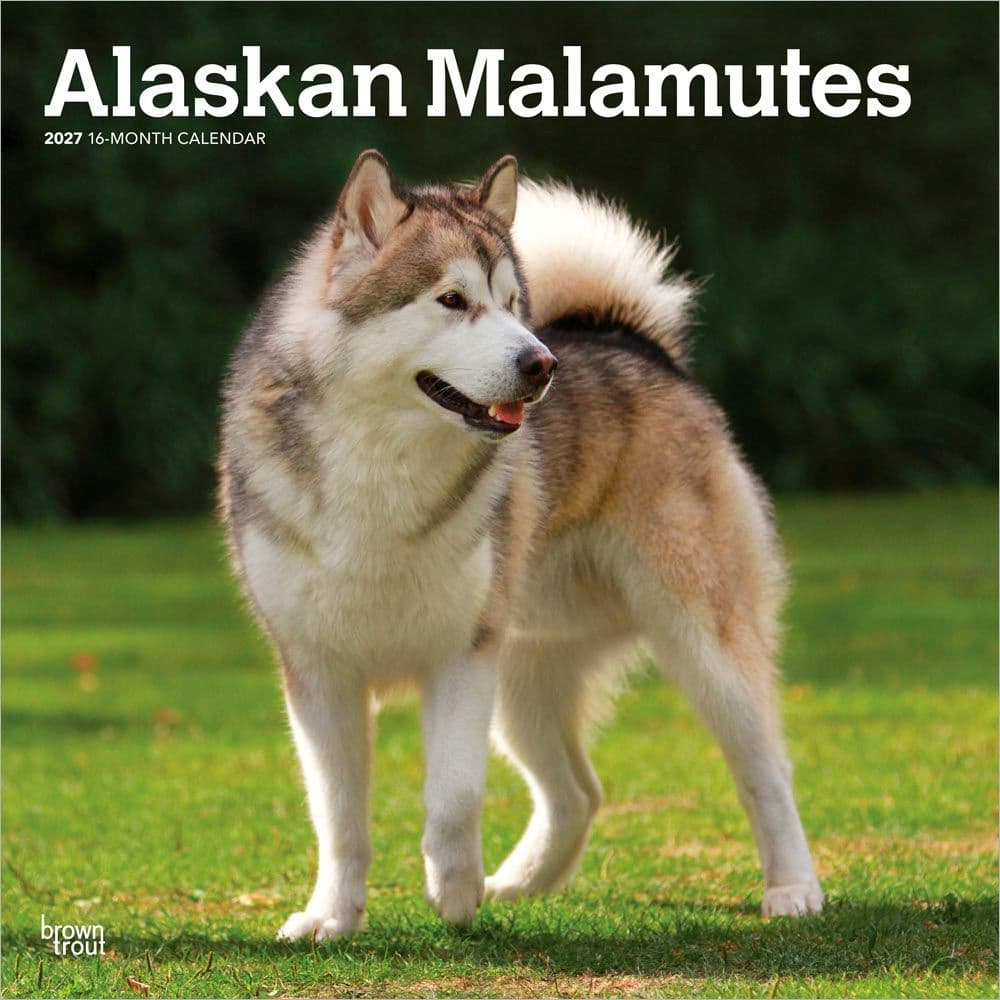 Alaskan Malamutes 2027 Wall Calendar Main Product Image