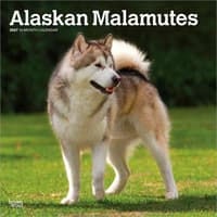 image Alaskan Malamutes 2027 Wall Calendar Main Product Image