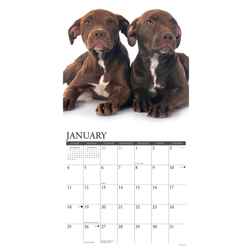 Pit Bull Terrier Puppies Just 2026 Wall Calendar Second Alternate Image