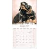 image Wirehaired Dachshund 2027 Wall Calendar