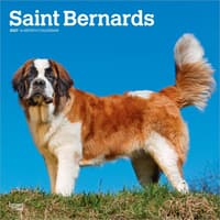 image Saint Bernards 2027 Wall Calendar Main Product Image