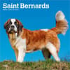 image Saint Bernards 2027 Wall Calendar Main Product Image