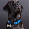 image Bone Collector Dog Collar Charm on a Black Lab