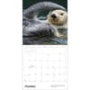image Sea Otters 2027 Wall Calendar Third Alternate Image