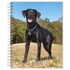 image Black Labrador Retrievers 2024 Planner Main Product Image width=&quot;1000&quot; height=&quot;1000&quot;