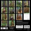 image California Redwoods 2027 Wall Calendar First Alternate Image