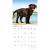 image Chocolate Lab Retriever Puppies 2026 Wall Calendar Third Alternate Image