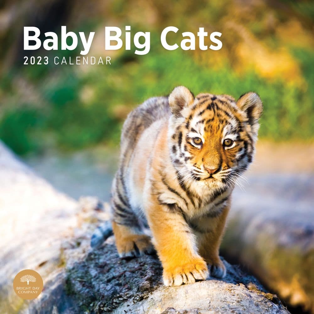 Baby-Big-Cats-2023-Wall-Calendar - Calendars.com