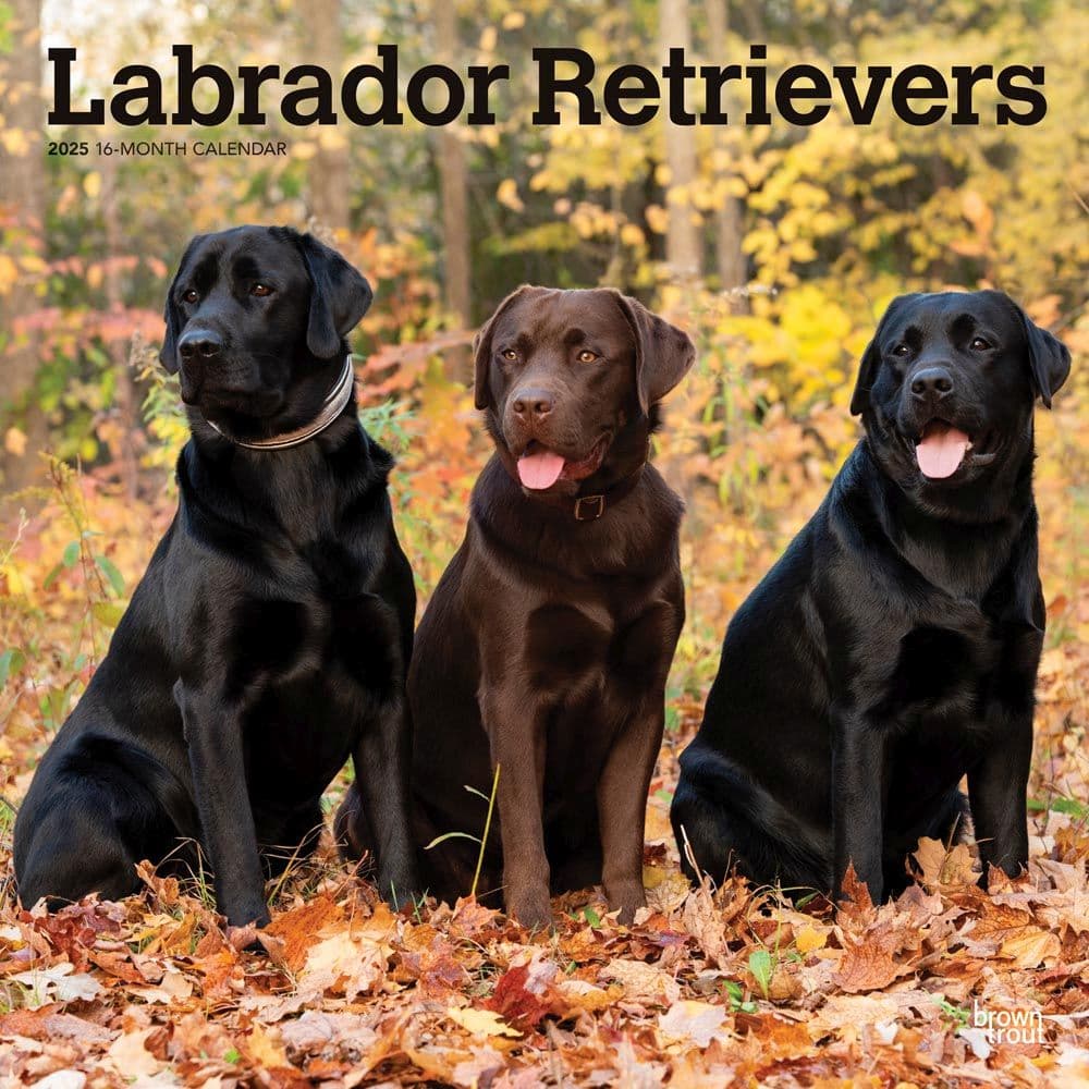 Labrador Retrievers 2025 Wall Calendar