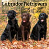 image Labrador Retrievers 2025 Wall Calendar Main Product Image width=&quot;1000&quot; height=&quot;1000&quot;