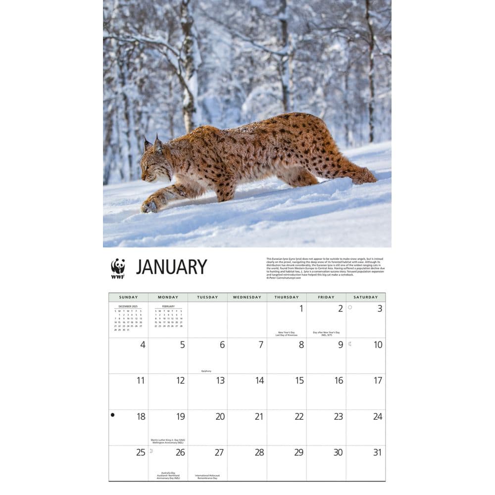 Wild Cats WWF 2026 Wall Calendar Second Alternate Image