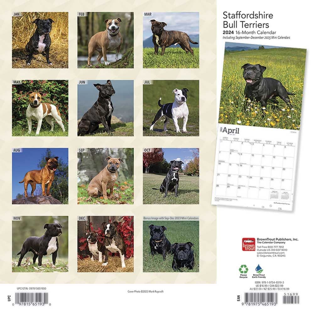 Staffordshire Bull Terriers 2024 Wall Calendar