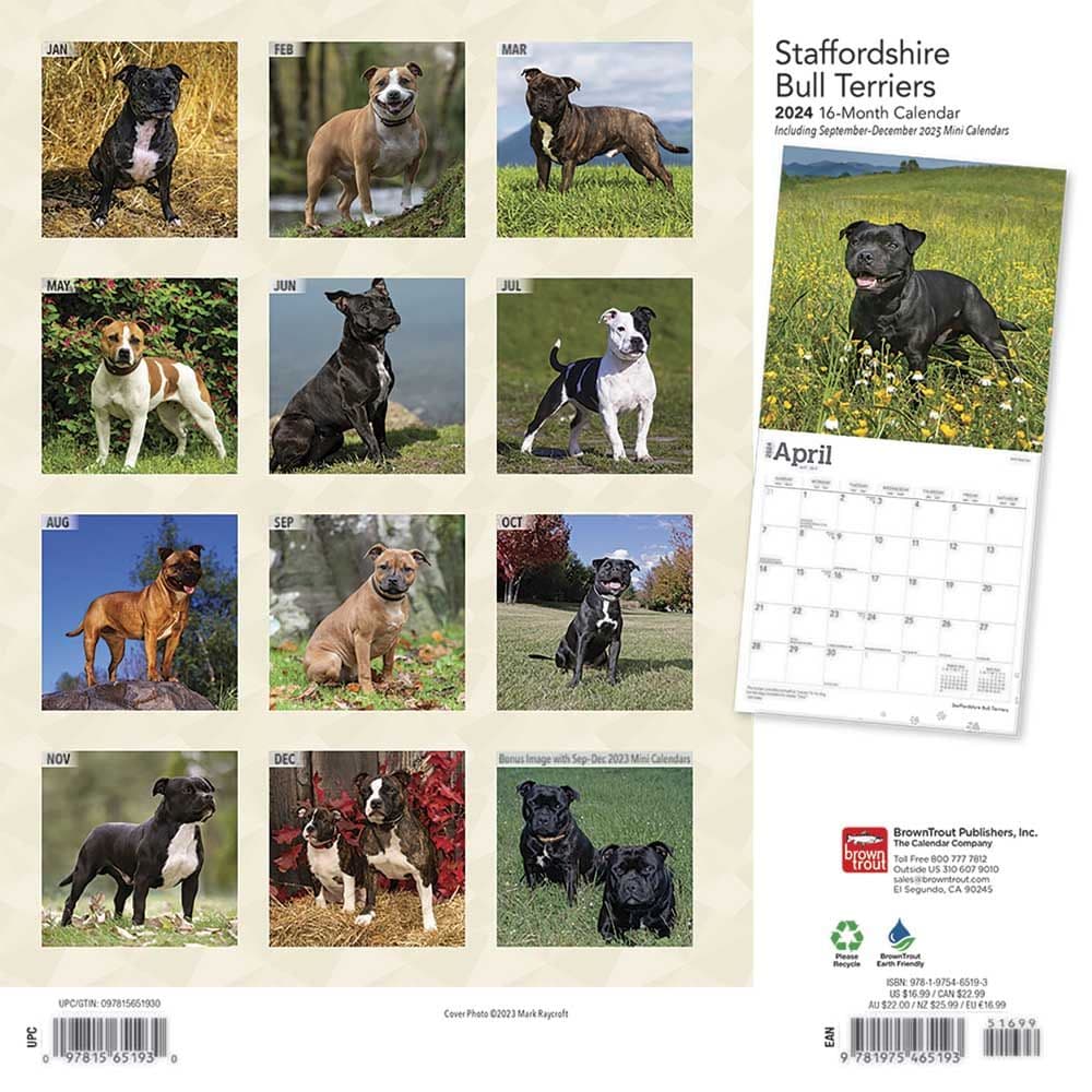 Staffordshire Bull Terriers 2024 Wall Calendar Calendars Com   424c2b76 777a 474f A0d2 9298554e024f