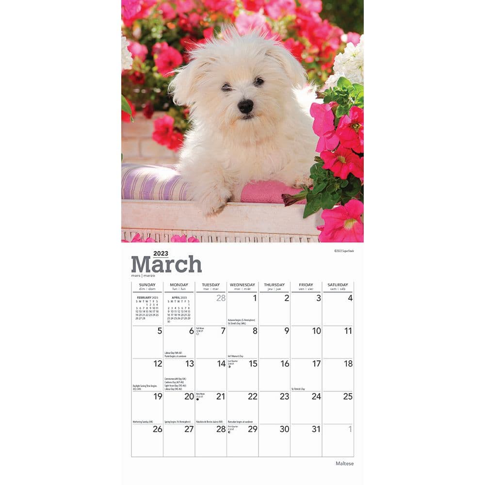 Maltese 2023 Mini Wall Calendar 7x7 - Calendars.com