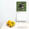 image Shiba Inu 2025 Wall Calendar Fourth Alternate Image