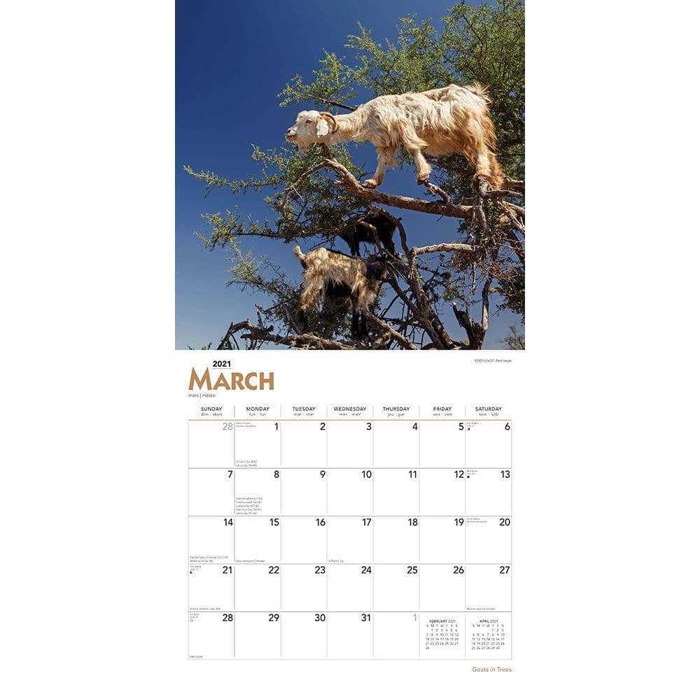 goats-in-trees-wall-calendar-calendars