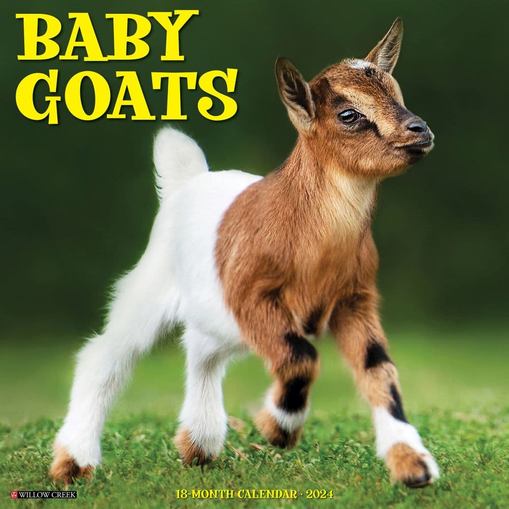 Baby Goats 2024 Wall Calendar - Calendars.com