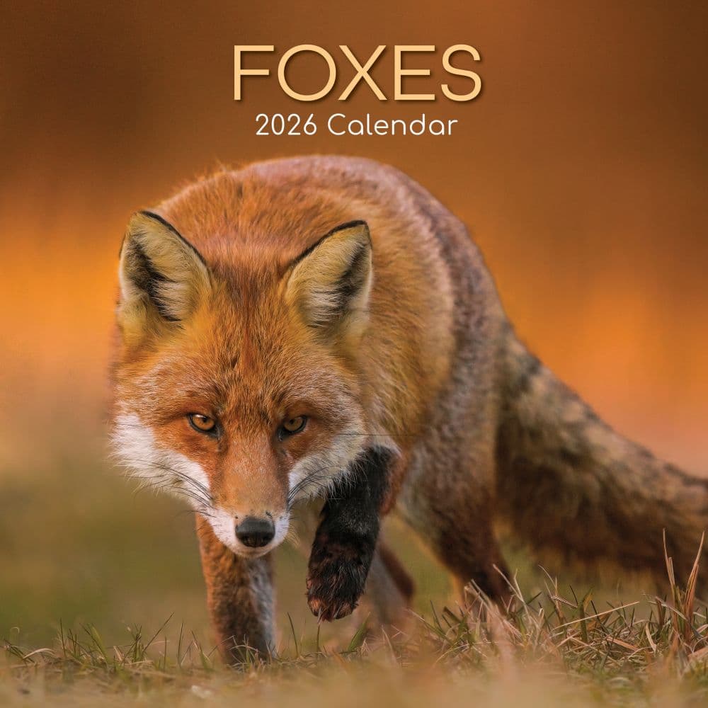 Foxes 2026 Wall Calendar  Main Image