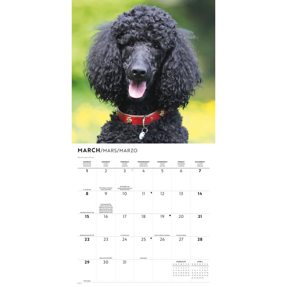 Poodles 2026 Wall Calendar Second Alternate Image
